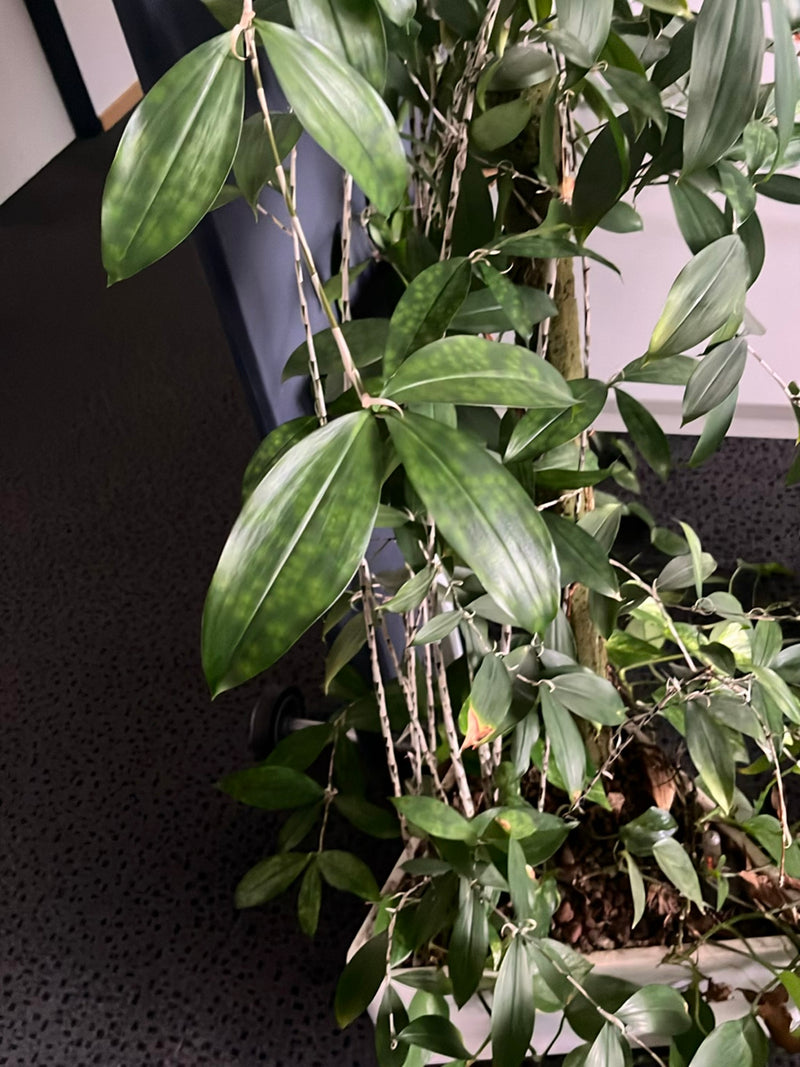 Orchidea Dendrobium — Bild 2