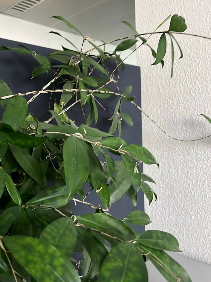 Orchidea Dendrobium — Bild 1