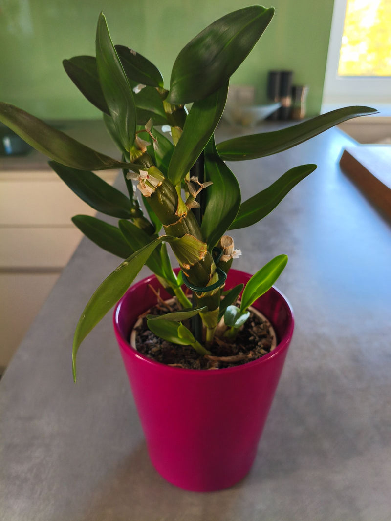 Un'orchidea Dendrobium con robuste foglie verdi e pseudobulbi si trova in un vaso rosa su un tavolo.