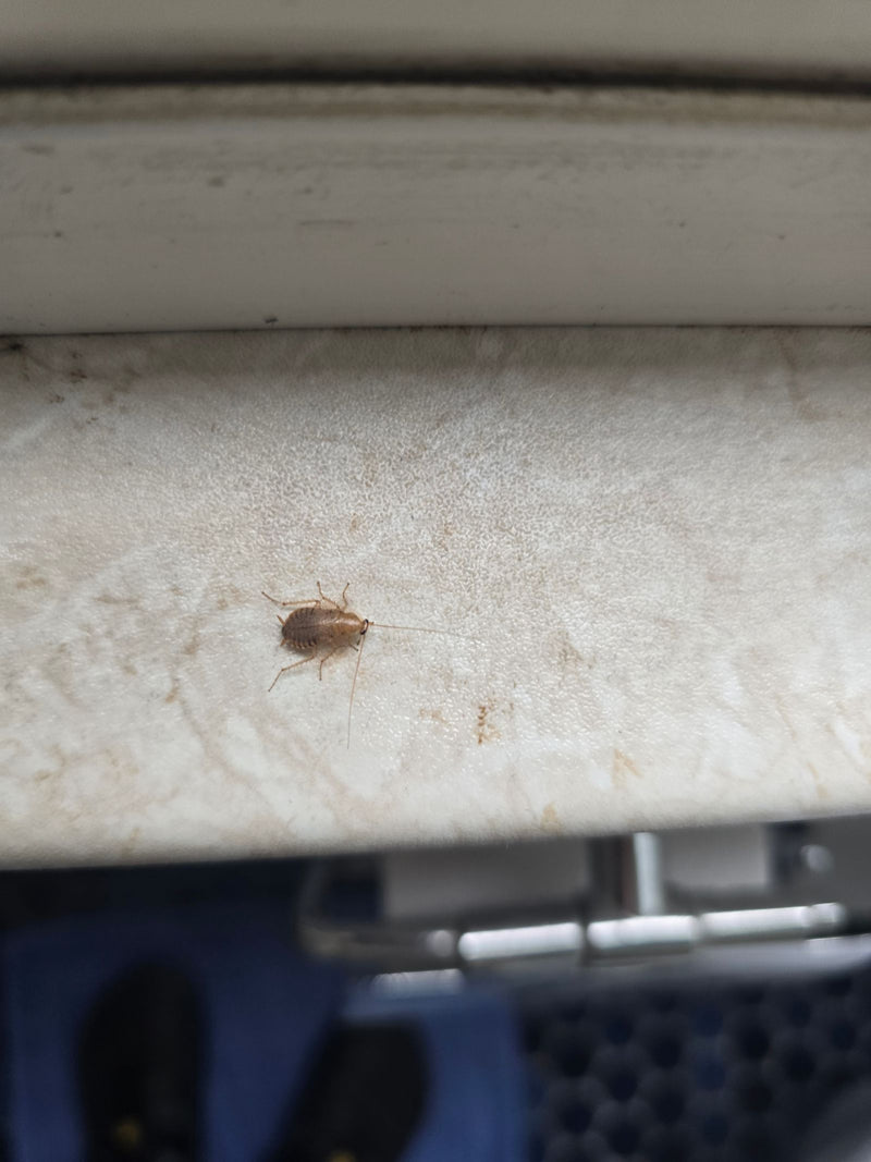 Una giovane blattella germanica siede su una superficie chiara, allungando le sue lunghe antenne in avanti. L'insetto è chiaramente visibile.