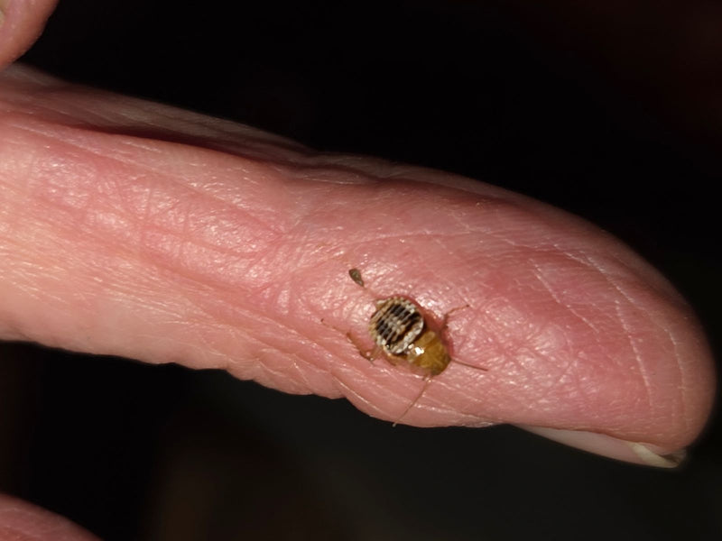 Una ninfa di blattella germanica è seduta su un dito umano. Il piccolo insetto è chiaramente visibile.