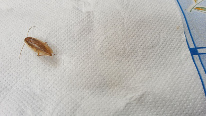 L'immagine mostra una blattella germanica seduta su un tovagliolo di carta bianca. L'insetto mostra la sua tipica colorazione marrone chiaro.