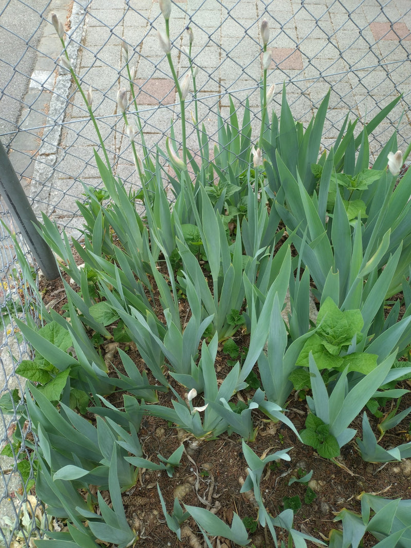 È visibile un gruppo di iris germanica con foglie caratteristiche a forma di spada e steli floreali eretti con boccetti. La pianta cresce in un'aiuola propri...