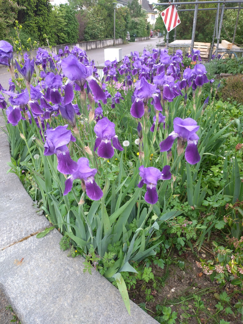 L'immagine mostra un gruppo di Iris germanica in fiore con caratteristiche infiorescenze viola. Crescono in un'aiuola proprio accanto al ciglio della strada.
