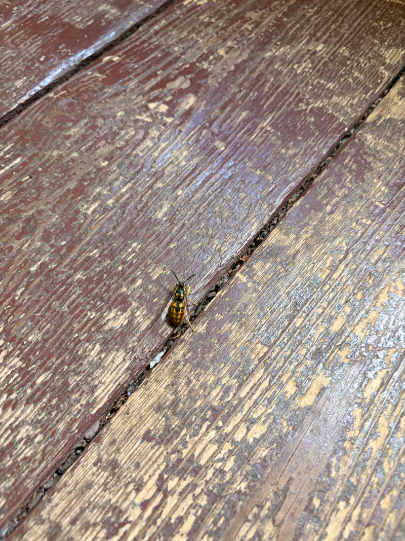 Una vespa germanica siede su un pavimento di legno alterato dalle intemperie. Il disegno giallo e nero è chiaramente visibile.