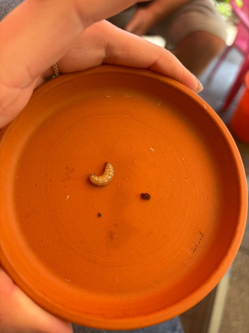Una larva biancastra a forma di C di un oziorrinco si trova su un sottovaso di terracotta.