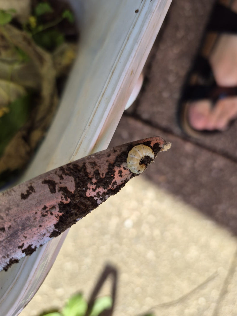 Una larva ricurva e biancastra di oziorrinco si trova sulla punta di una cazzuola ricoperta di terra.