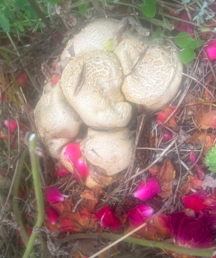 Bovista di patate dalla buccia spessa — Bild 1