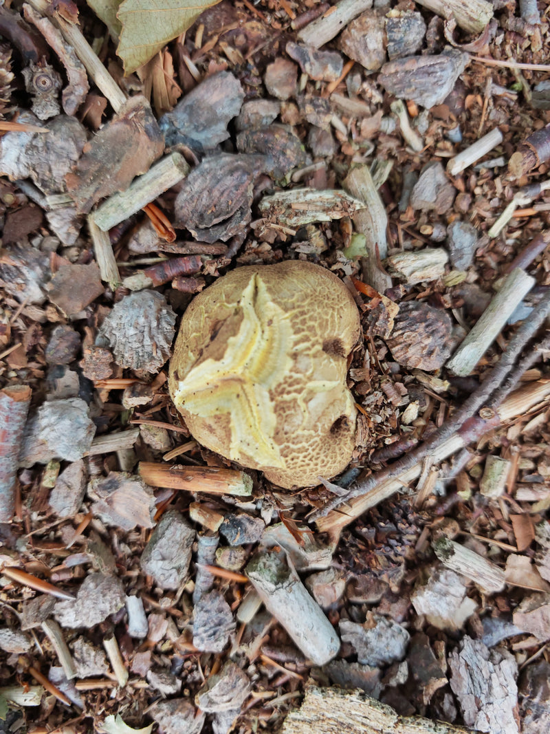 Bovista di patate dalla buccia spessa — foto 1 di 2