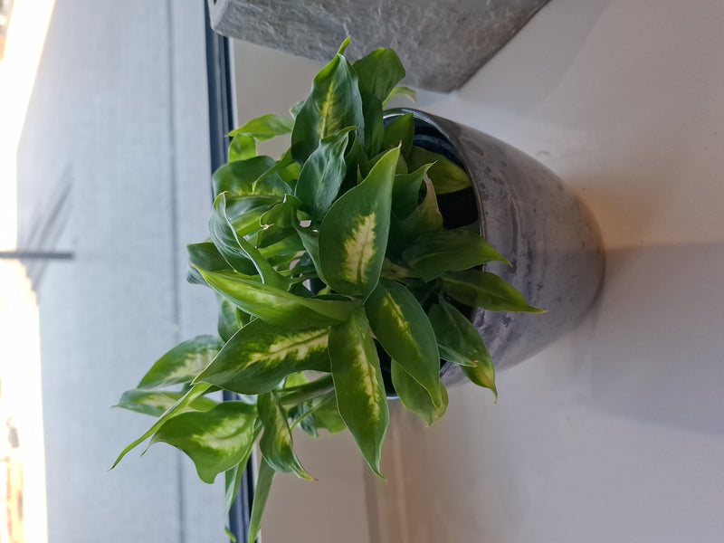 Dieffenbachia — Bild 1