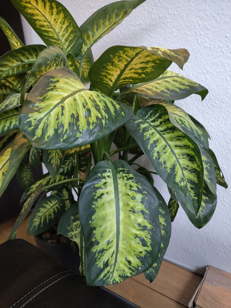 Si vede una lussureggiante Dieffenbachia con grandi foglie dai motivi verdi e gialli. La pianta d'appartamento si trova in un vaso davanti a una parete bianca.