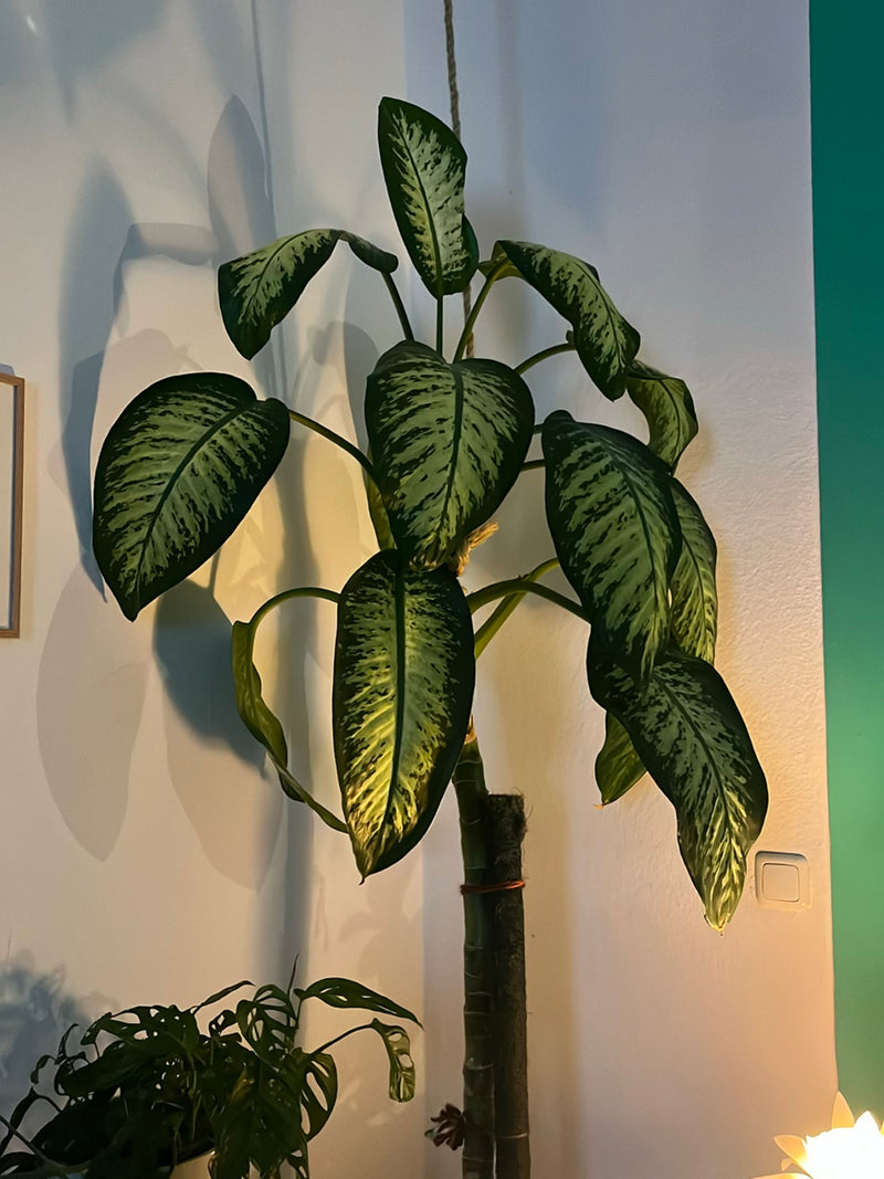 Si vede una dieffenbachia con grandi foglie a motivi bianco-verdi all'interno. La pianta d'appartamento si trova davanti a una parete chiara.