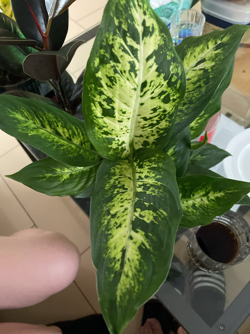 L'immagine mostra una sana Dieffenbachia vista dall'alto con le sue foglie caratteristicamente decorate in verde chiaro e scuro. La pianta è all'interno su u...