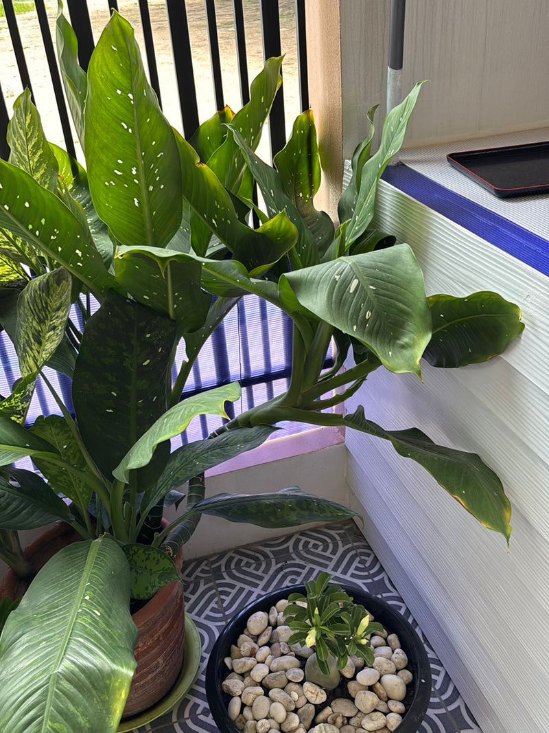 È visibile una pianta di Dieffenbachia sana con grandi foglie decorate in un vaso. La pianta si trova su un pavimento piastrellato.