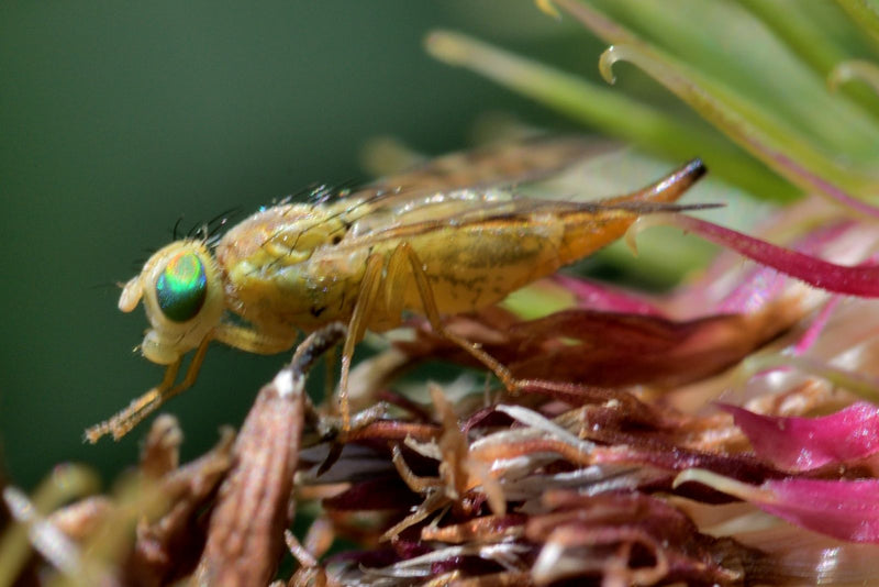 Mosca del trapano di cardo — Bild 1