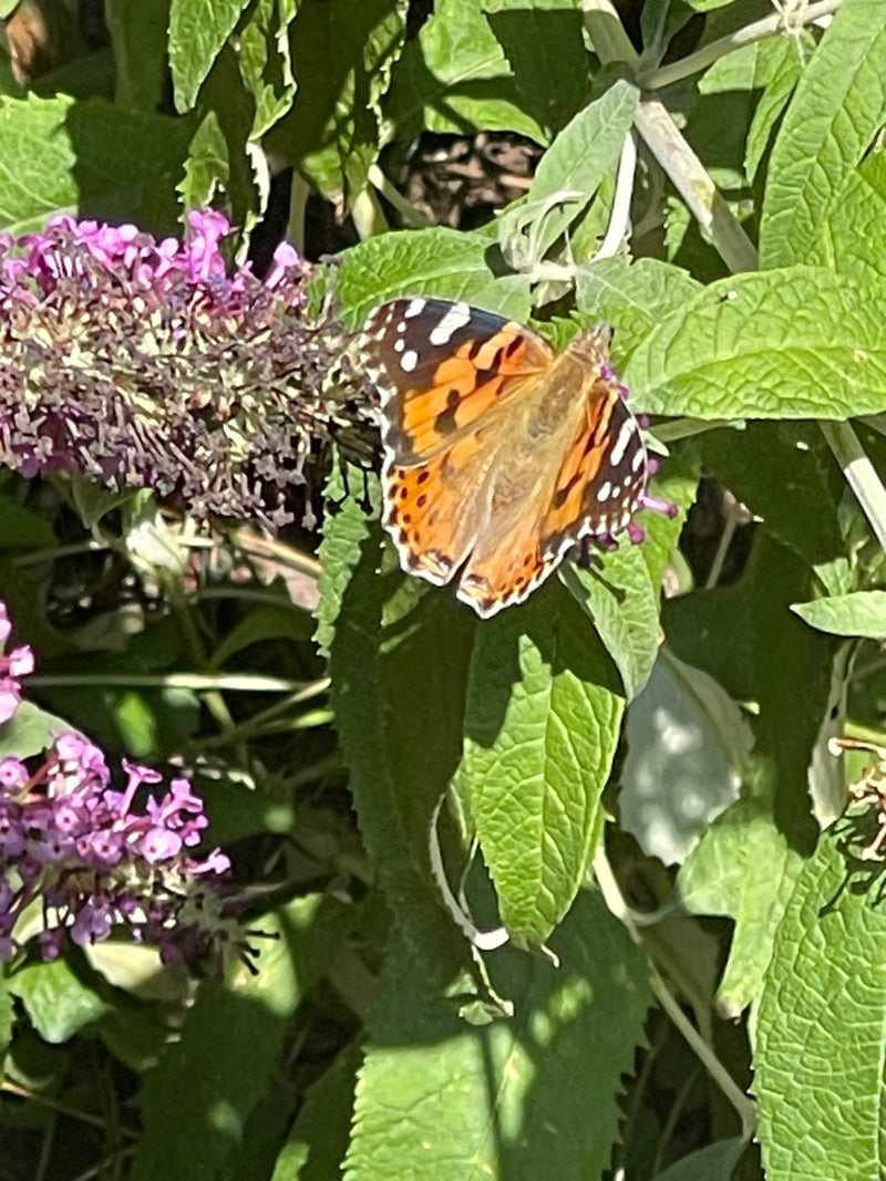 Una vanessa del cardo riposa ad ali aperte tra le foglie e i fiori di una buddleja.