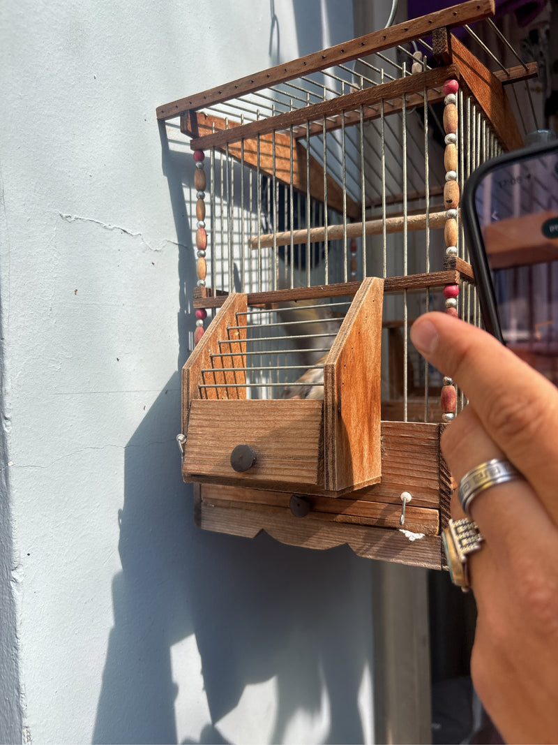 cardellino — Bild 2