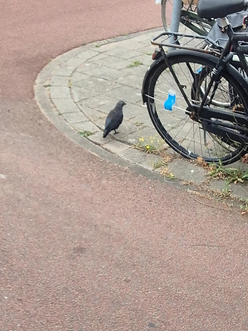 Una taccola si trova sul terreno selciato ai margini di una strada. Una parte di una bicicletta è visibile accanto all'uccello.