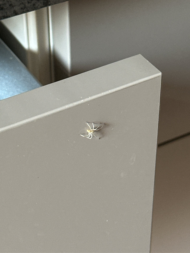 Ragni dalle dita spinose — Bild 3