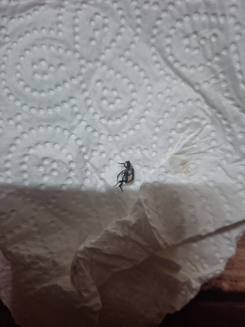 Scarabeo spinoso — Bild 2