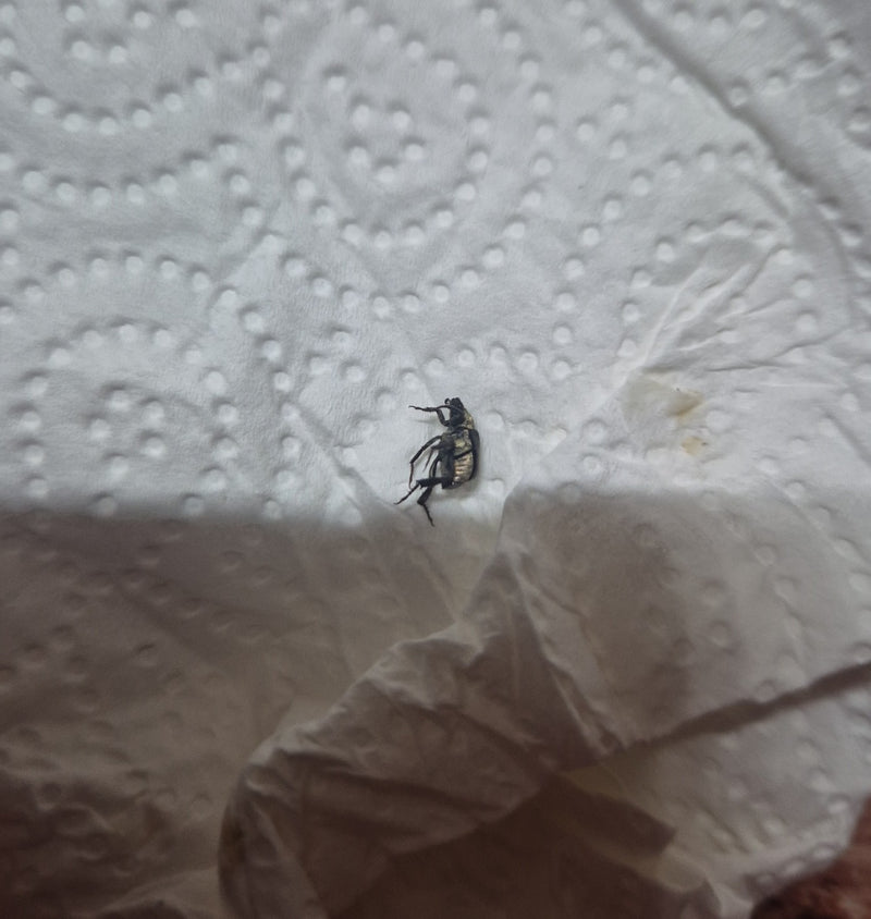 Scarabeo spinoso — Bild 1