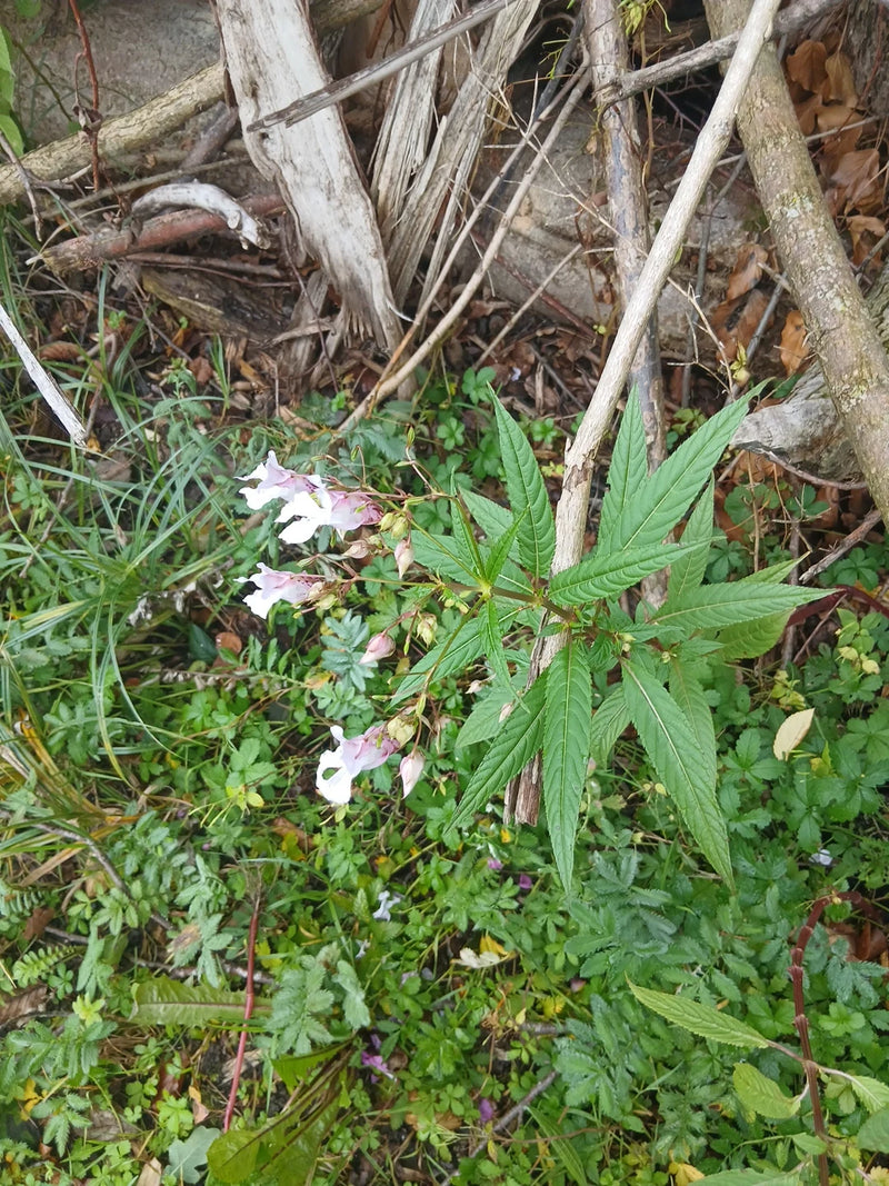 È visibile una pianta di balsamina ghiandolosa in fiore, con fiori rosa e foglie tipiche sul terreno boschivo.