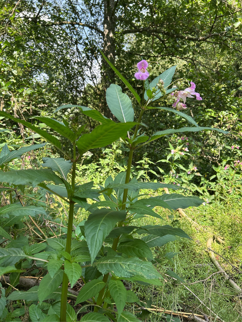 Il balsamino di Himalaya cresce con foglie verdi e fiori rosa vistosi in un ambiente naturale. La pianta si trova in primo piano su uno sfondo boscoso.
