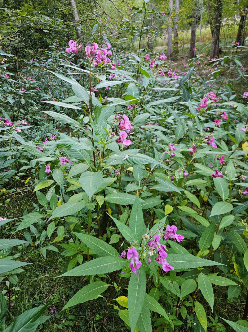 Si vede un popolamento di balsamina ghiandolosa con caratteristici fiori rosa e foglie dentate. Le piante si trovano in un habitat vicino al bosco.