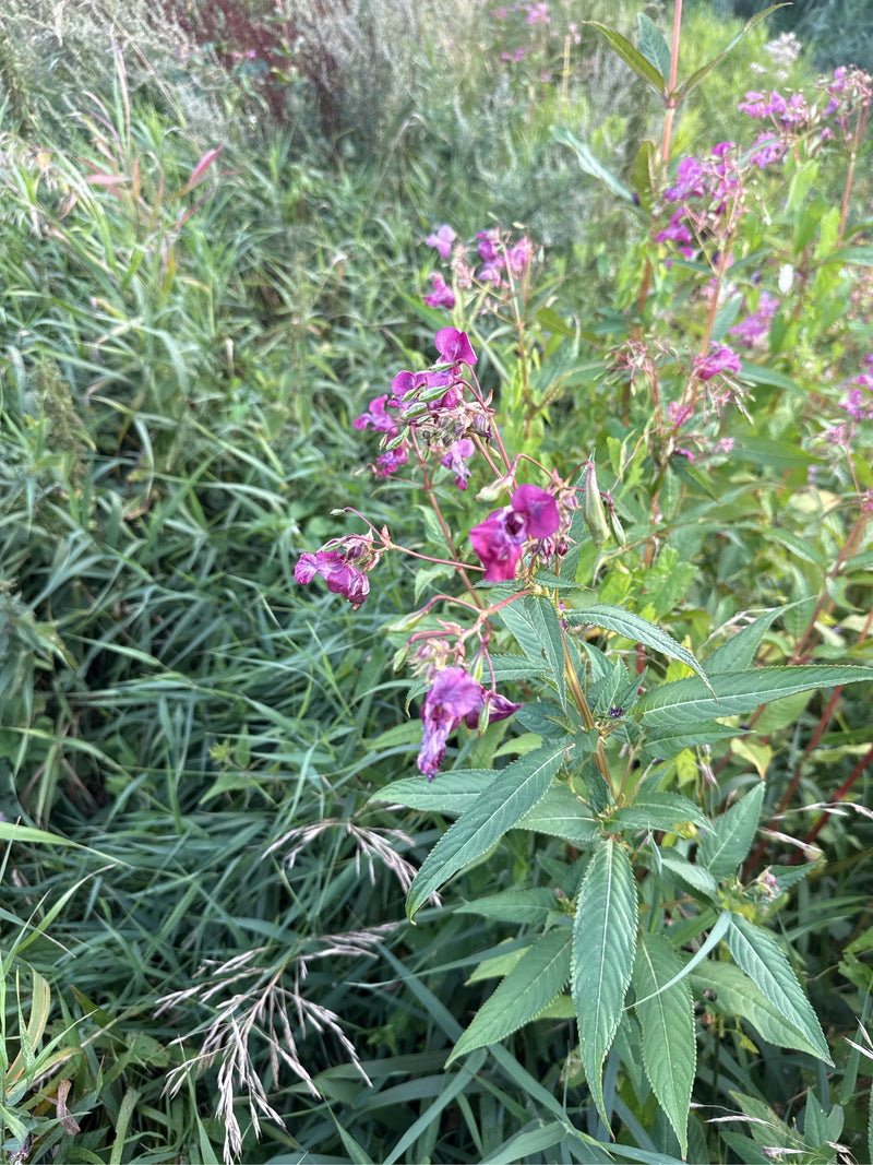 L'immagine mostra piante fiorite di balsamina himalayana con caratteristici fiori rosa in un paesaggio di prati. Le tipiche foglie seghettate e i fusti erett...