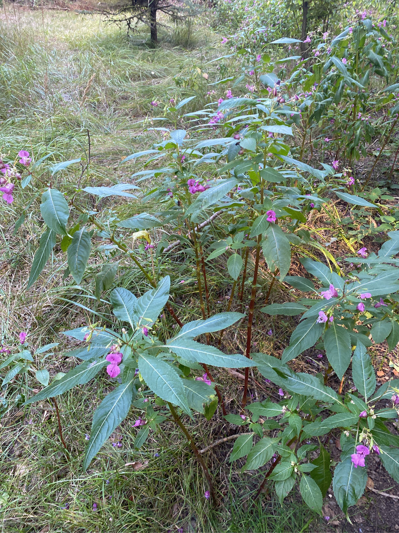Diverse piante fiorite di balsamina ghiandolosa crescono su un'area erbosa ai margini del bosco.