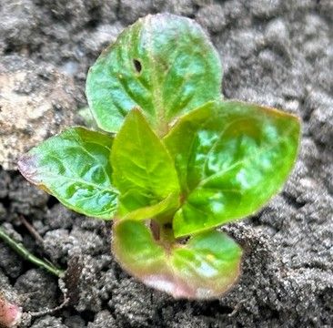Epilobio ghiandolare — Bild 1