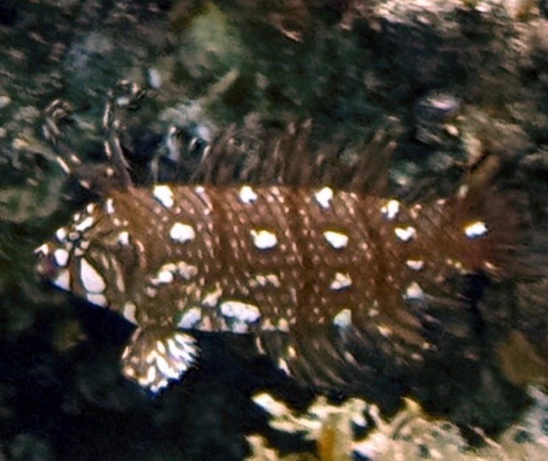 Un esemplare giovanile di Novaculichthys taeniourus con motivo a macchie bianche e marroni nuota sul fondale.