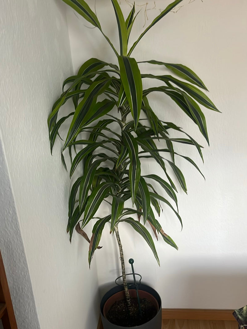 L'immagine mostra un dracena ben sviluppata in un vaso rotondo davanti a una parete bianca. La pianta mostra un fusto eretto con lunghe foglie striate di ver...