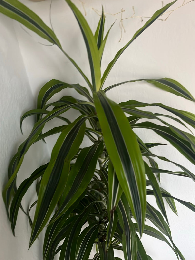Si vede un albero del drago con lunghe foglie striate di verde e bianco in un interno davanti a una parete bianca.