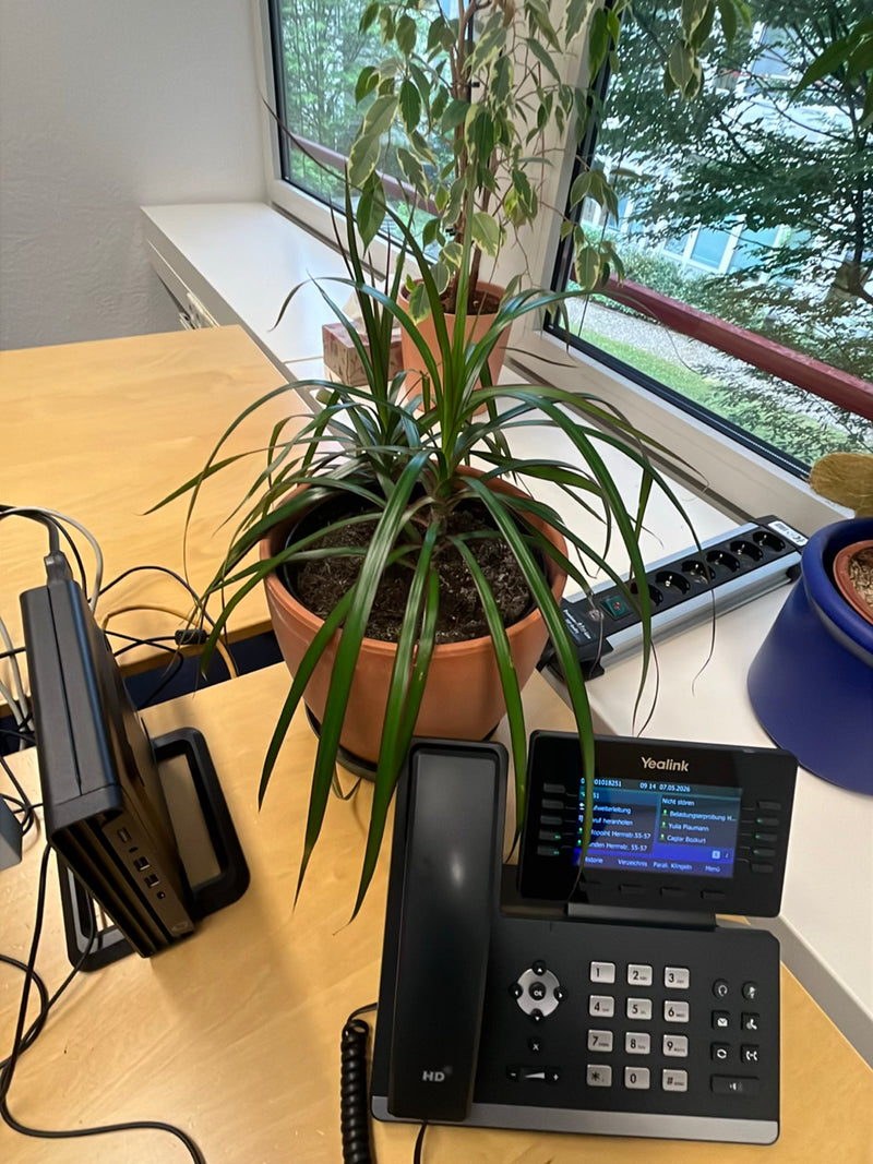 Si vede un albero del drago in un vaso da fiori posizionato su una scrivania in ufficio. Le foglie strette e lunghe sono chiaramente visibili.