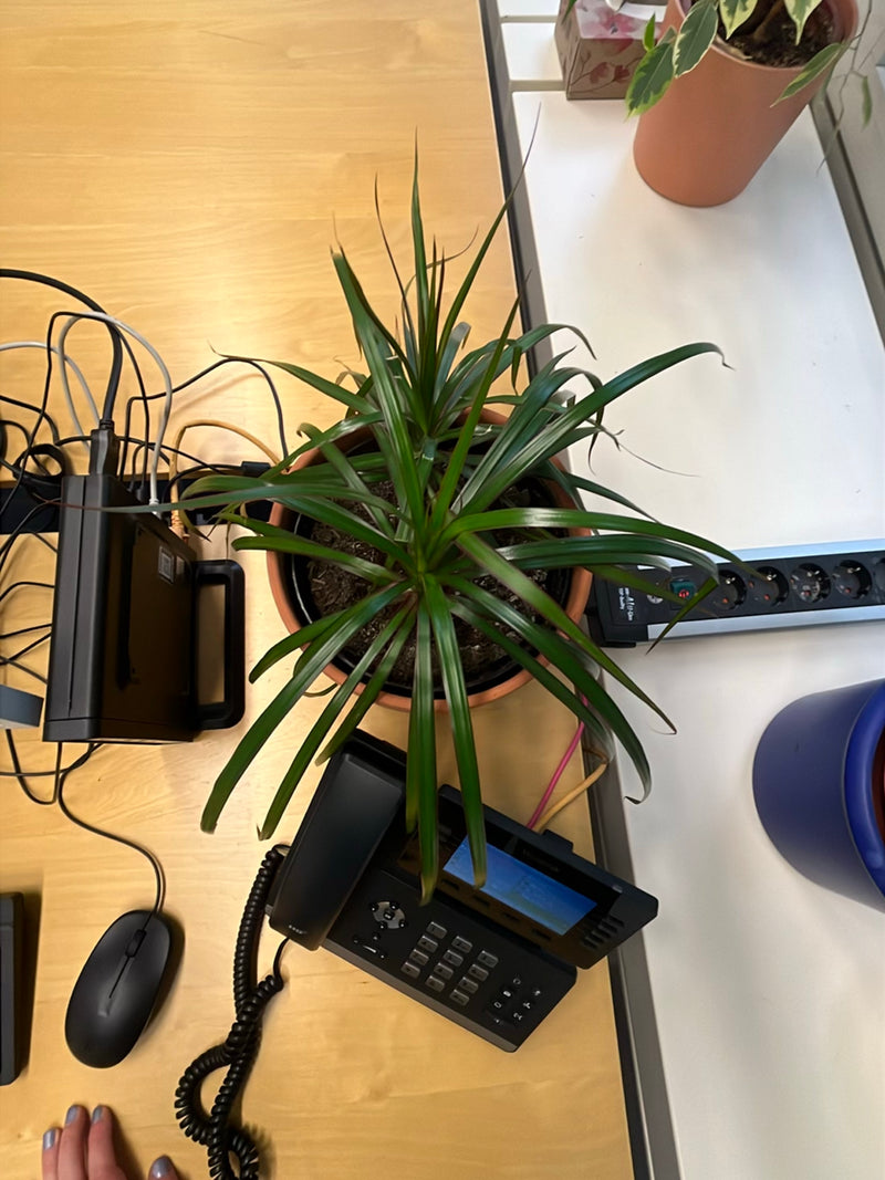 La foto mostra un albero del drago del Madagascar in un vaso da fiori posizionato su una scrivania. La pianta mostra le sue tipiche foglie strette.