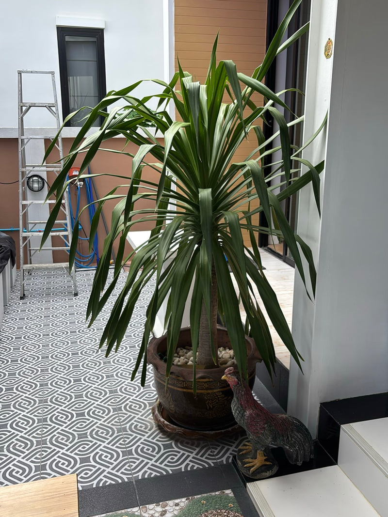 Si vede un albero del drago del Madagascar in un grande vaso per piante. Si trova su un pavimento piastrellato decorato davanti al muro di una casa.