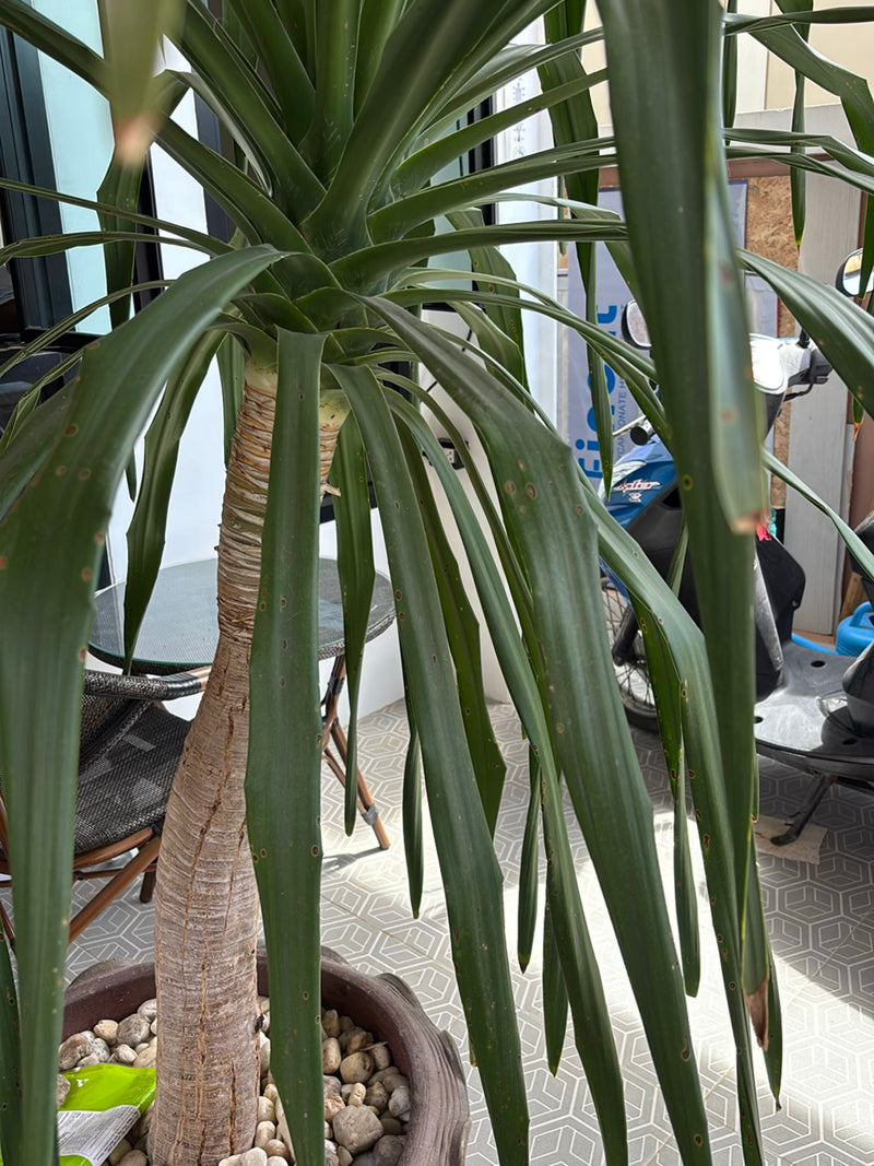 Si vede un albero del drago con un tronco legnoso e lunghe foglie verdi in un vaso di fiori. La pianta si trova in un ambiente coperto.