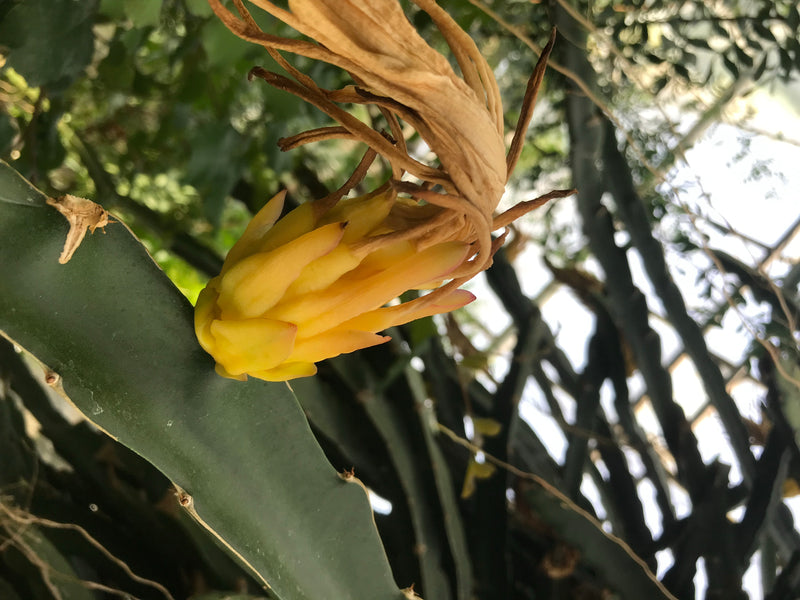Drachenfrucht — foto 4 di 5