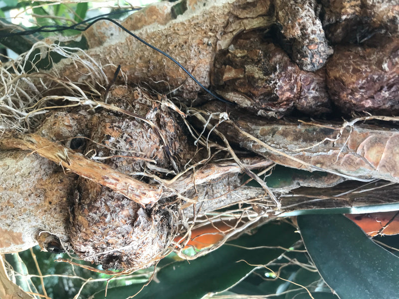 Drachenfrucht — foto 1 di 5