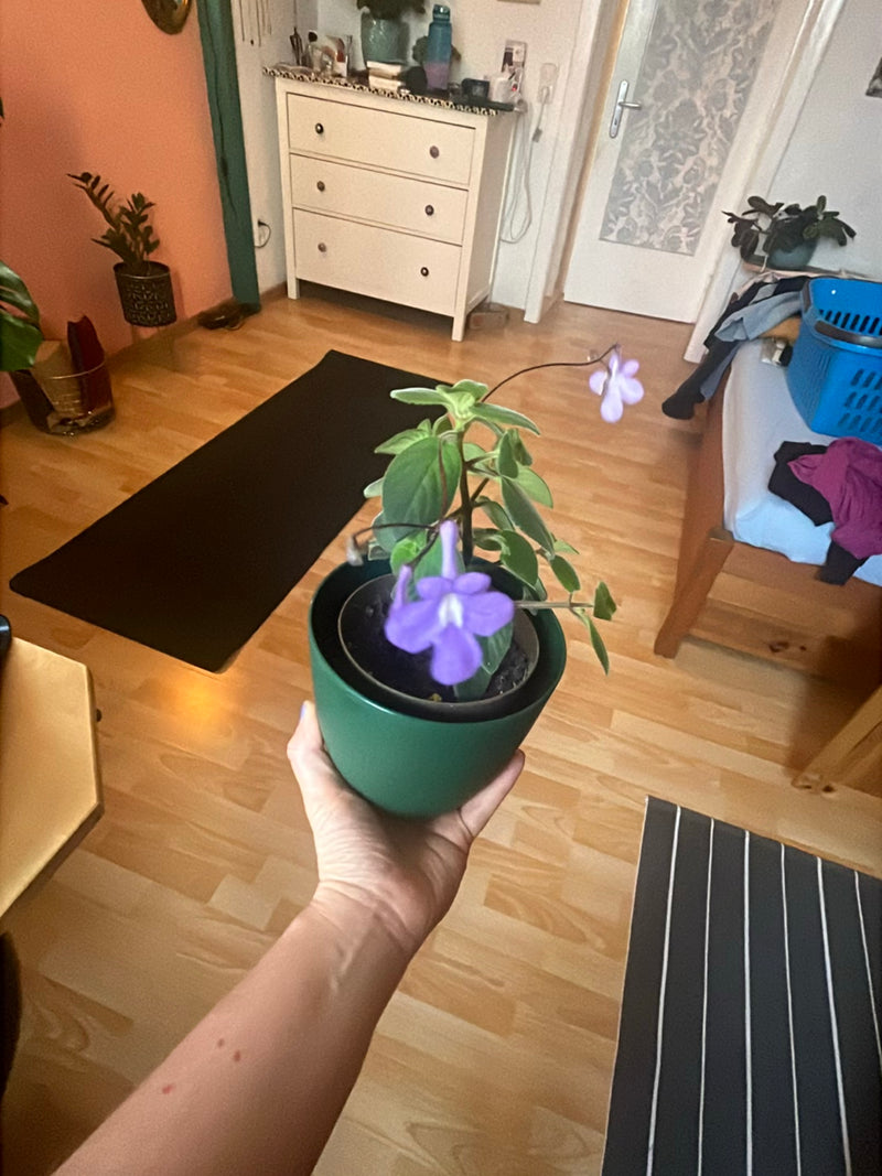 Frutta rotatoria — Bild 5
