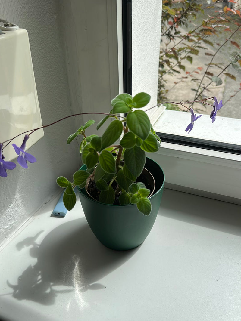 Frutta rotatoria — Bild 3