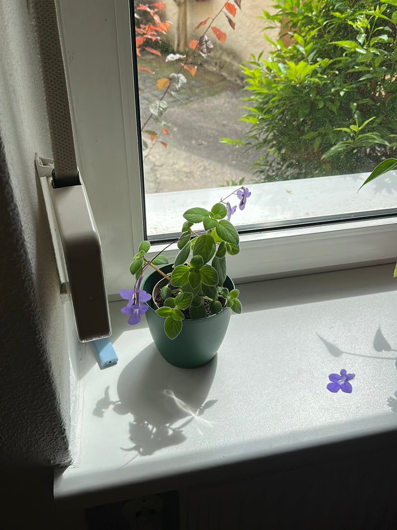 Frutta rotatoria — Bild 1