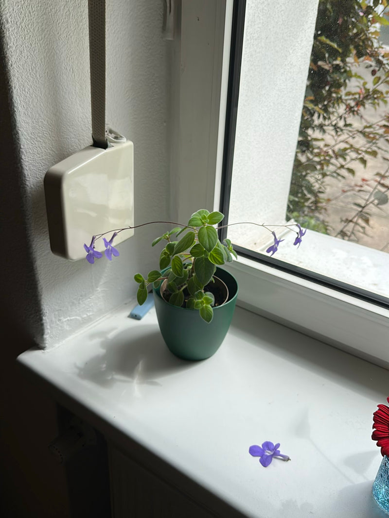 Frutta rotatoria — Bild 4