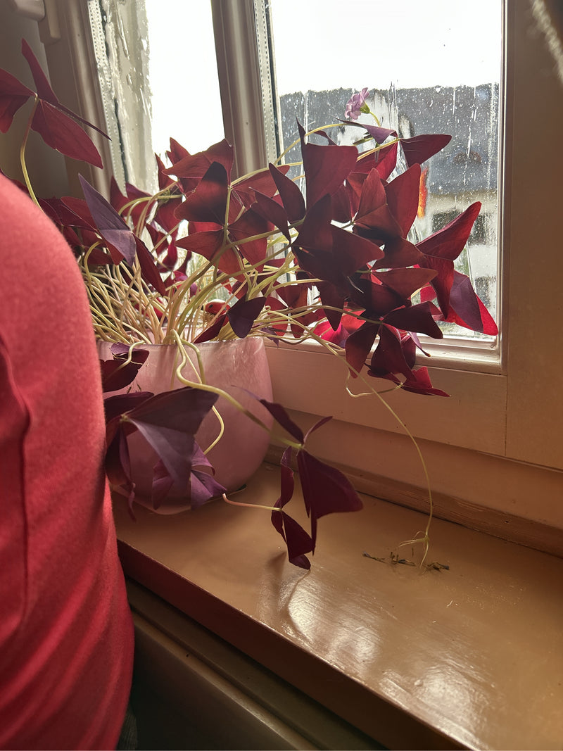 Si vede un acetosella triangolare in un vaso di fiori rosa su un davanzale. Le caratteristiche foglie triangolari rosso scuro e i delicati steli sono control...