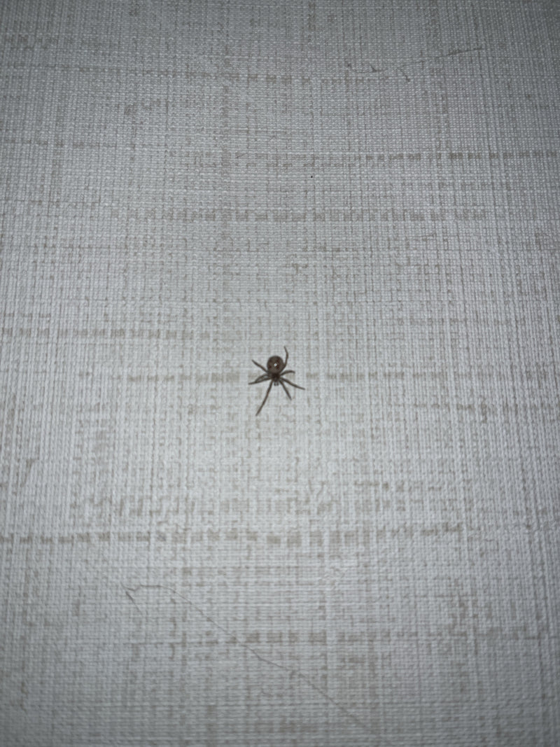 Un ragno (Steatoda triangulosa) riposa su una parete chiara e strutturata. È visibile il tipico disegno sull'addome.