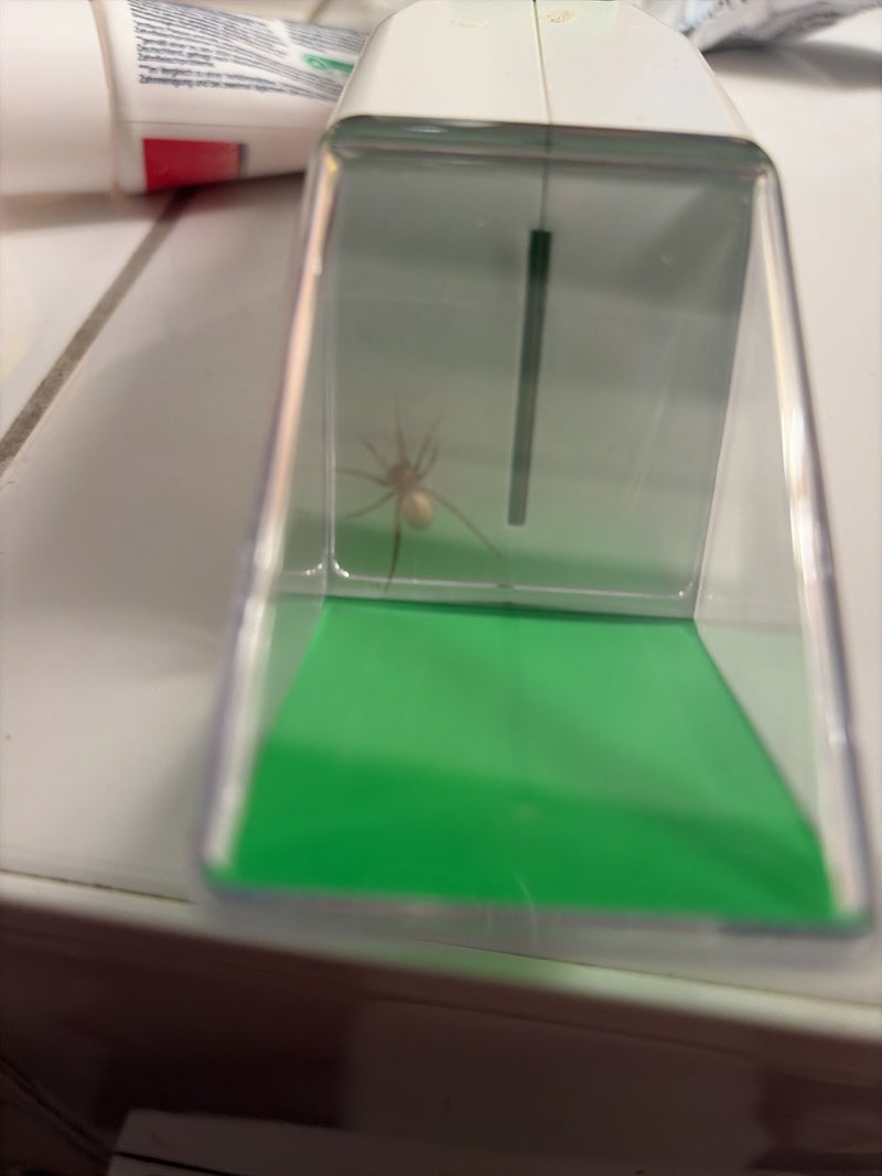 L'immagine mostra un ragno triangolare seduto all'interno di una piccola scatola di cattura su una superficie chiara. Il ragno mostra la sua tipica postura a...