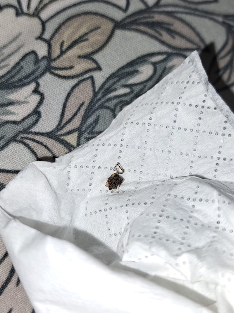 Un ragno triangolare siede su un fazzoletto di carta bianco. Il caratteristico motivo sull'addome è chiaramente visibile.