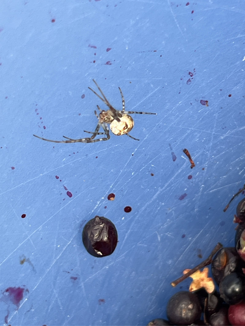 Un ragno triangolare riposa su una superficie blu macchiata accanto ad alcune bacche scure. L'animale è chiaramente visibile.
