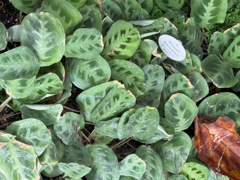 Denso gruppo di foglie variegate di Maranta leuconeura con un cartellino botanico bianco sullo sfondo.